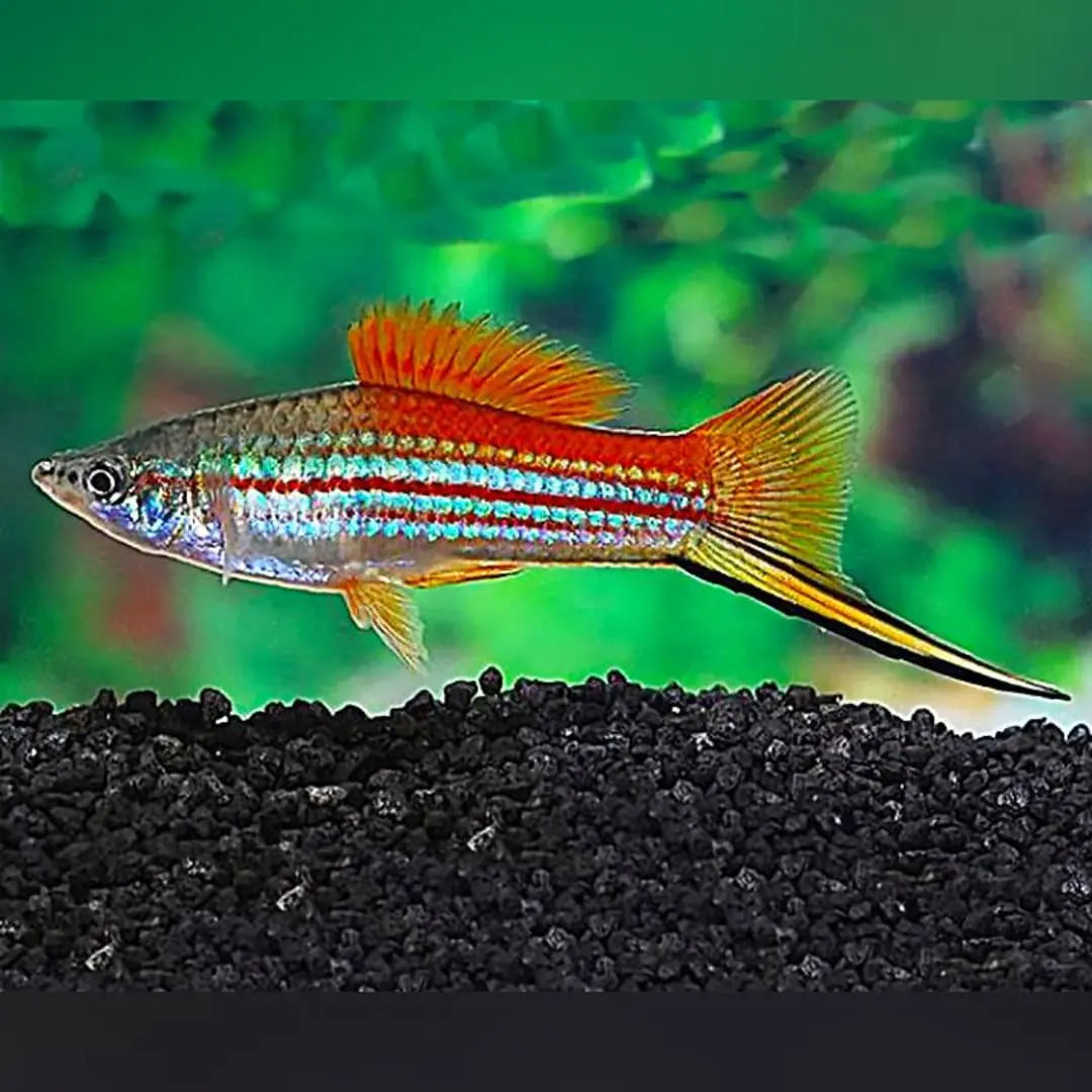 Schwertträger Ananas – Tropische Farbfrische mit Eleganz AquaTimo