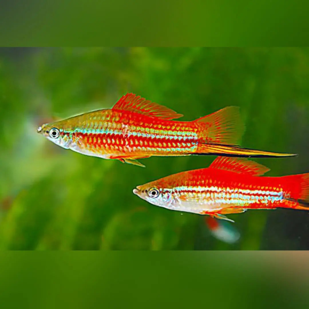 Schwertträger Ananas – Tropische Farbfrische mit Eleganz AquaTimo