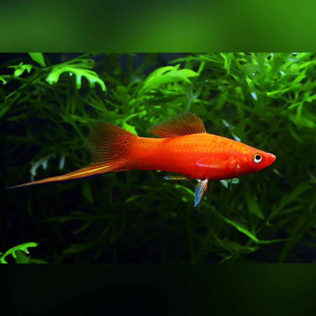 Schwertträger Komet-Rot – Leuchtend rot mit strahlendem Schweif