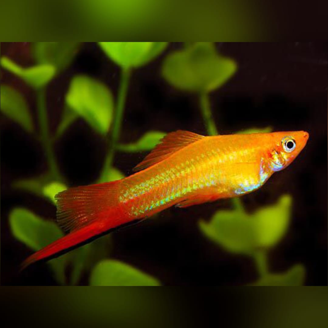 Schwertträger Gold – Strahlender Glanz für dein Aquarium