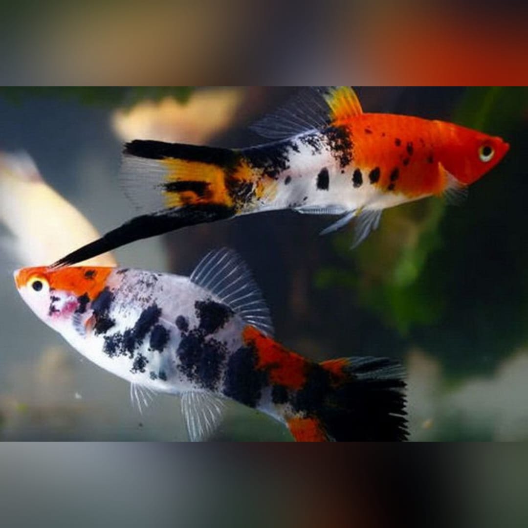 Schwertträger Shiro-Utsuri – Koi-inspirierter Kontrast in Schwarz-Weiß