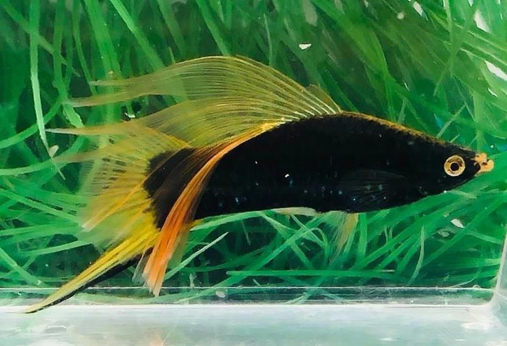 Schwertträger Farb-Mix – Farbenfrohe Vielfalt mit charakteristischem Schwert