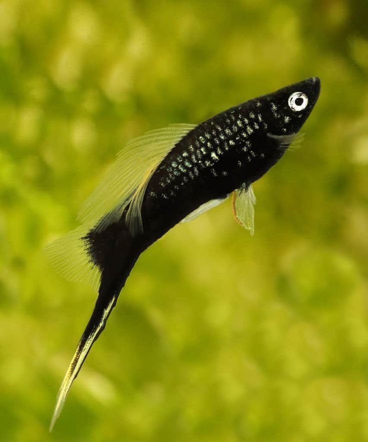 Schwertträger Schwarz – Eleganter Klassiker mit Tiefenwirkung