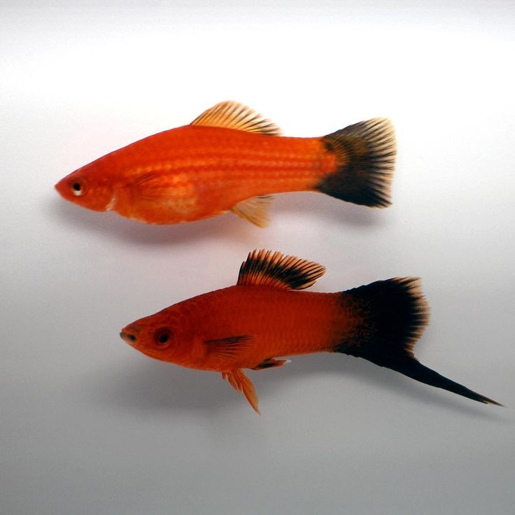 Schwertträger Rot-Wagtail – Kräftiges Rot trifft markante Flossen