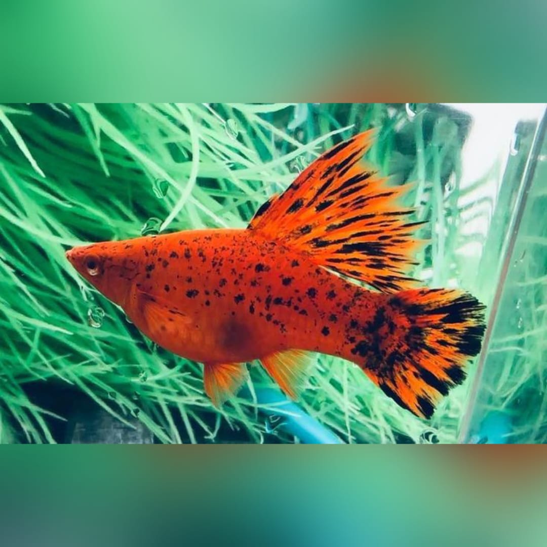 Schwertträger Berlin – Klassisch-schöner Kontrast mit Charakter