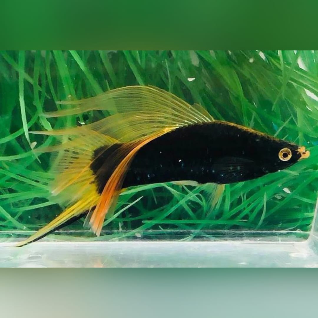 Schwertträger Schwarz – Eleganter Klassiker mit Tiefenwirkung