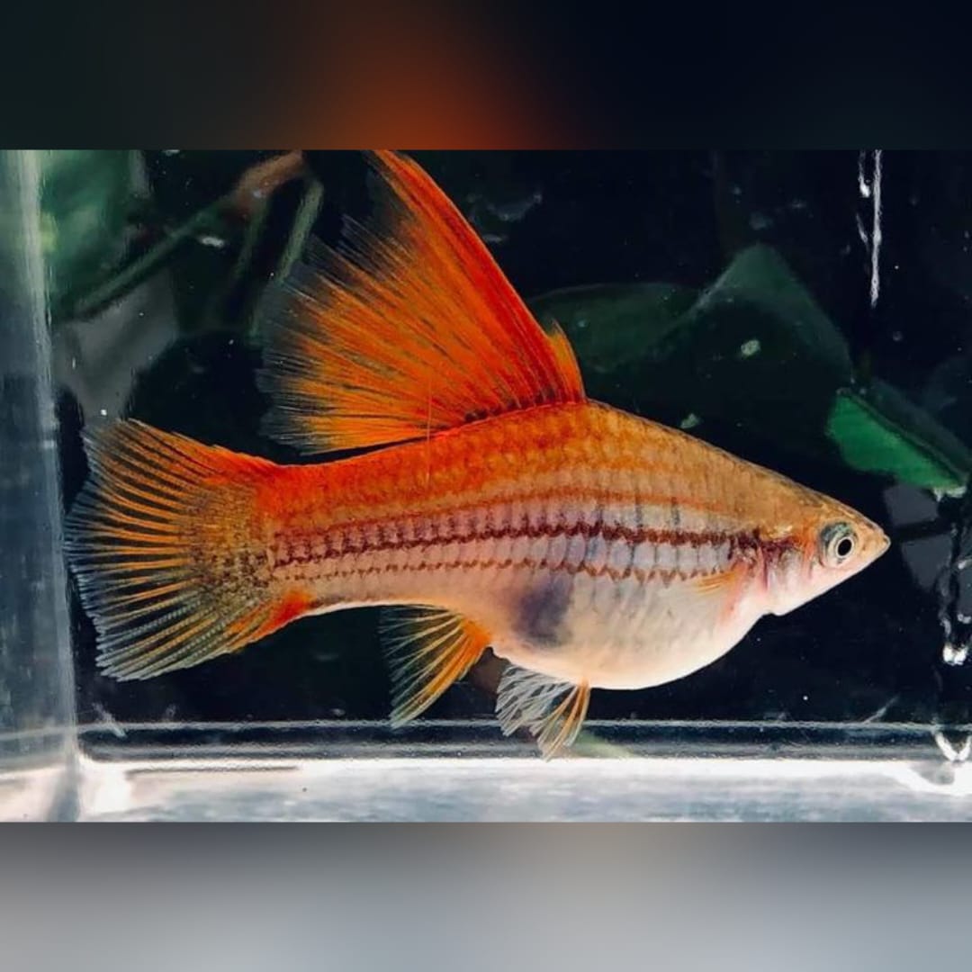 Schwertträger Ananas – Tropische Farbfrische mit Eleganz