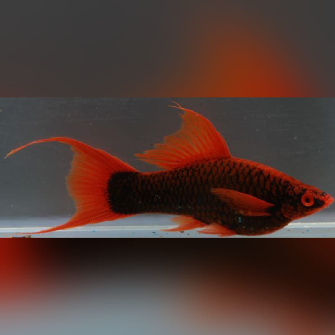 Schwertträger Farb-Mix – Farbenfrohe Vielfalt mit charakteristischem Schwert