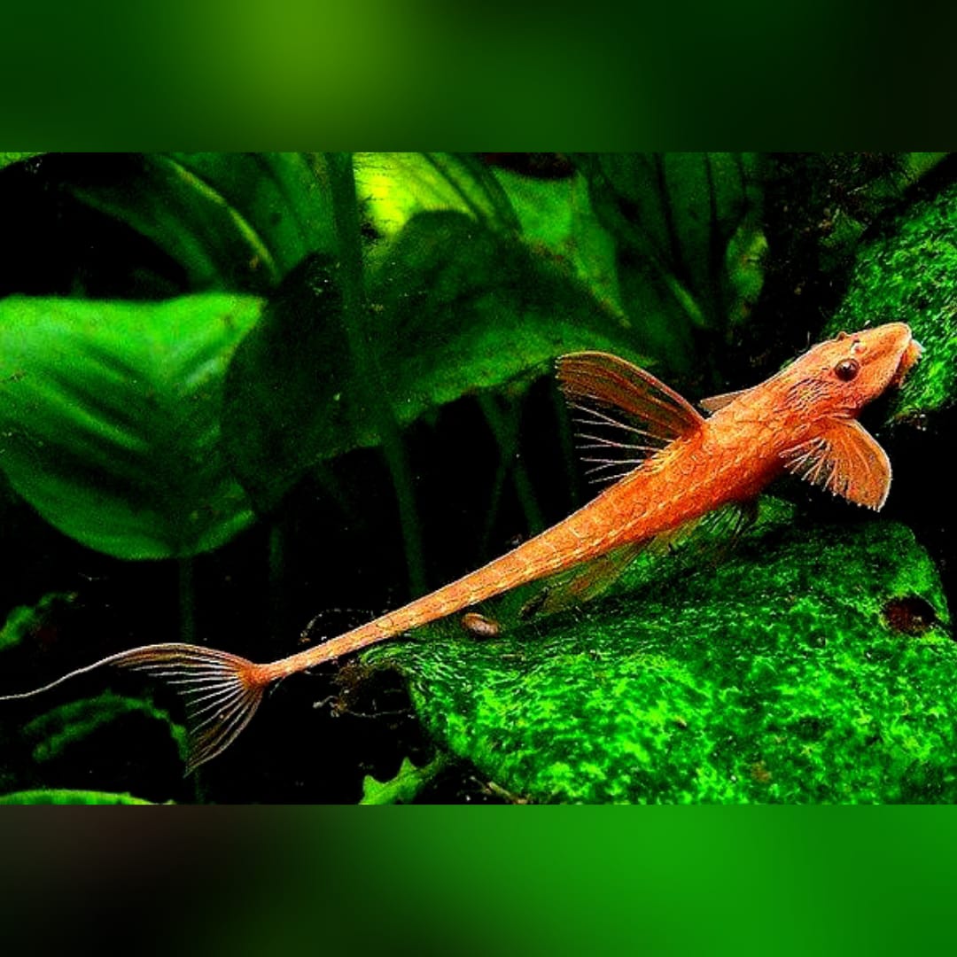 Roter Hexenwels – Rineloricaria spec. ❤️🐟