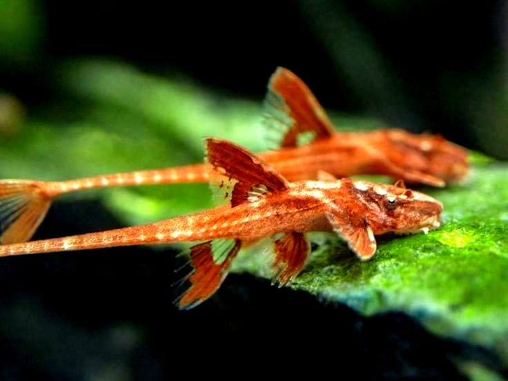 Roter Hexenwels – Rineloricaria spec. ❤️🐟