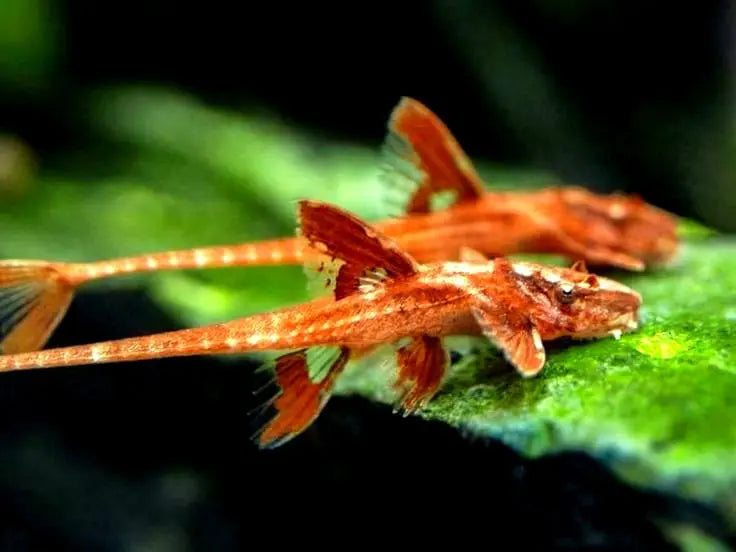 Roter Hexenwels – Rineloricaria spec. ❤️🐟 AquaTimo