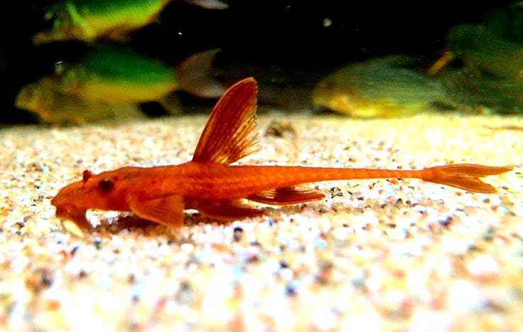 Roter Hexenwels – Rineloricaria spec. ❤️🐟