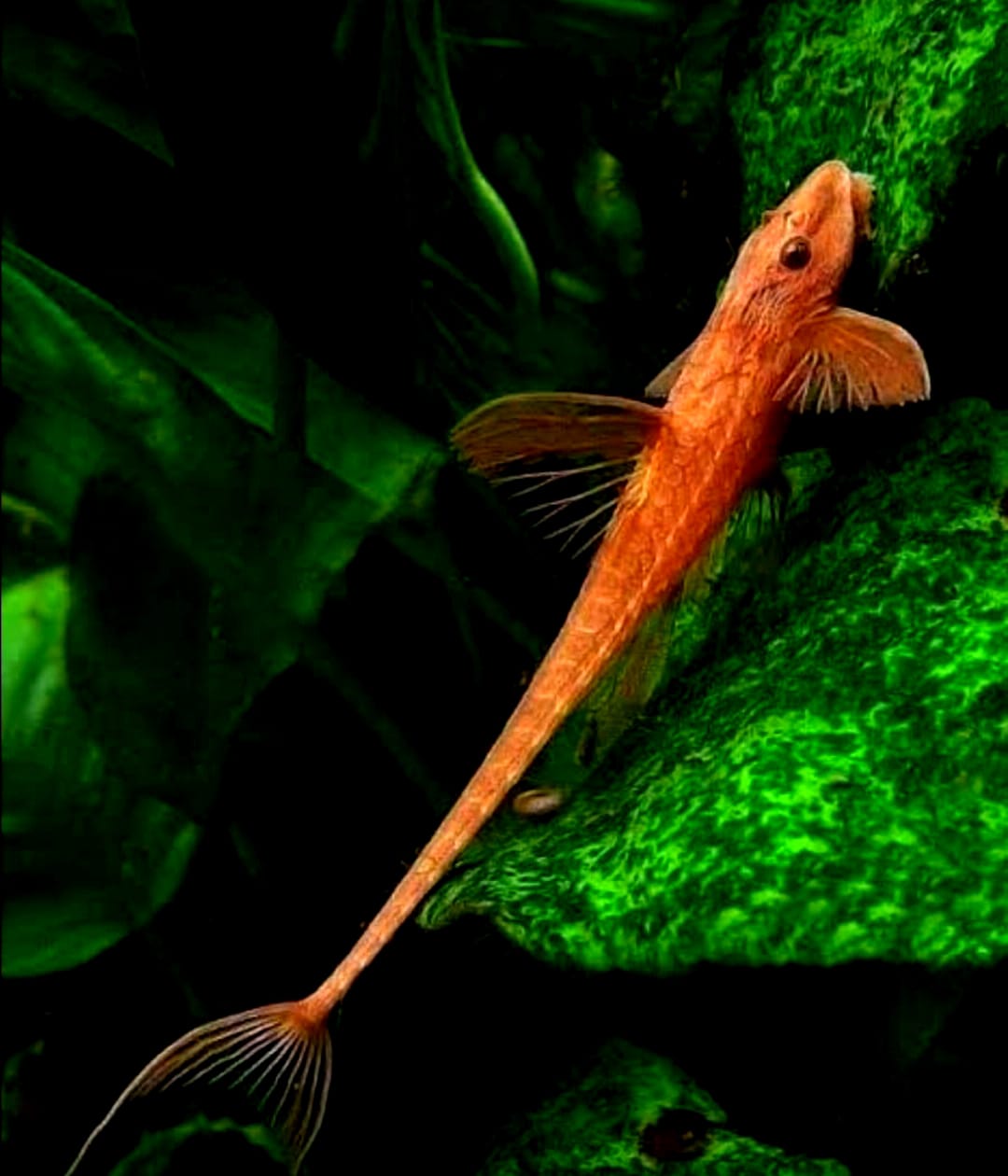 Roter Hexenwels – Rineloricaria spec. ❤️🐟