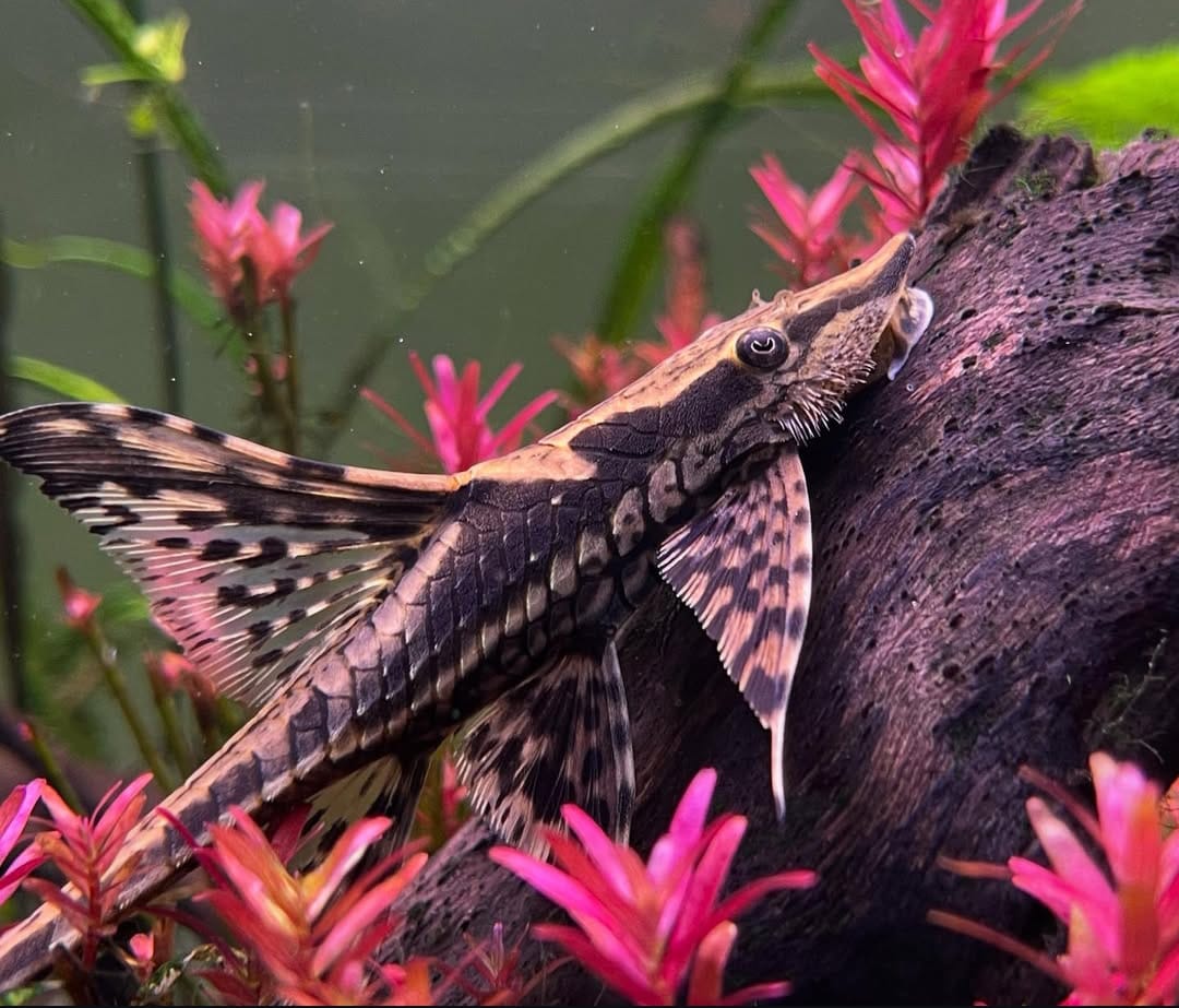 Goldener Fächerbartwels – Sturisoma aureum (Sturisomatichthys aureus) 🌿🐟