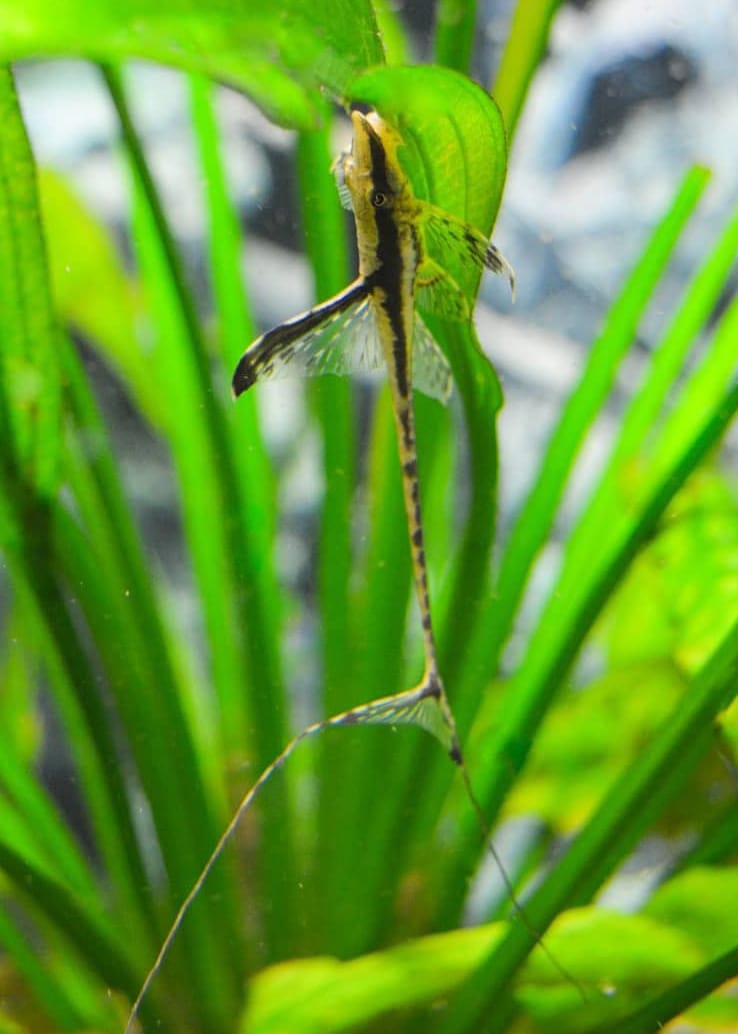 Goldener Fächerbartwels – Sturisoma aureum (Sturisomatichthys aureus) 🌿🐟