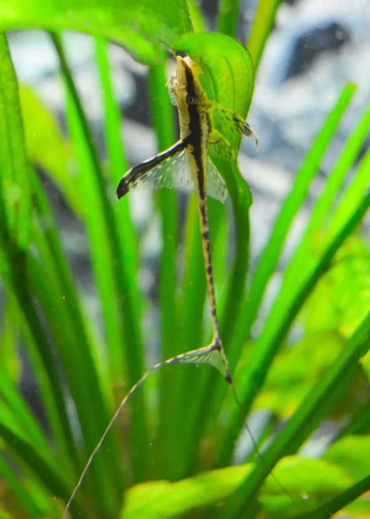 Goldener Fächerbartwels – Sturisoma aureum (Sturisomatichthys aureus) 🌿🐟 AquaTimo