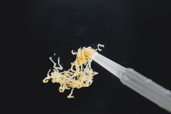 StreamBiz Pure Nature Weiße Mückenlarven – Schonendes Naturfutter für empfindliche Zierfische & Garnelen - AS+