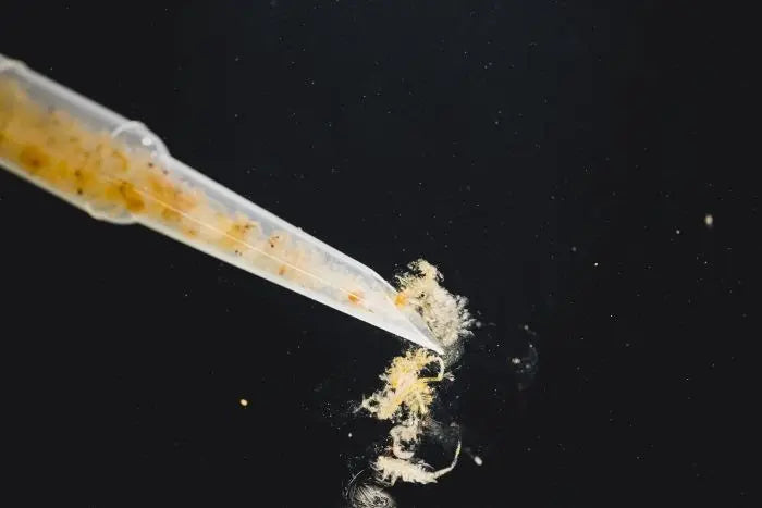 StreamBiz Pure Nature Artemia Nauplien – Naturnahes Futter für Jungfische, Garnelen & Zierfische - AS+ AquaTimo