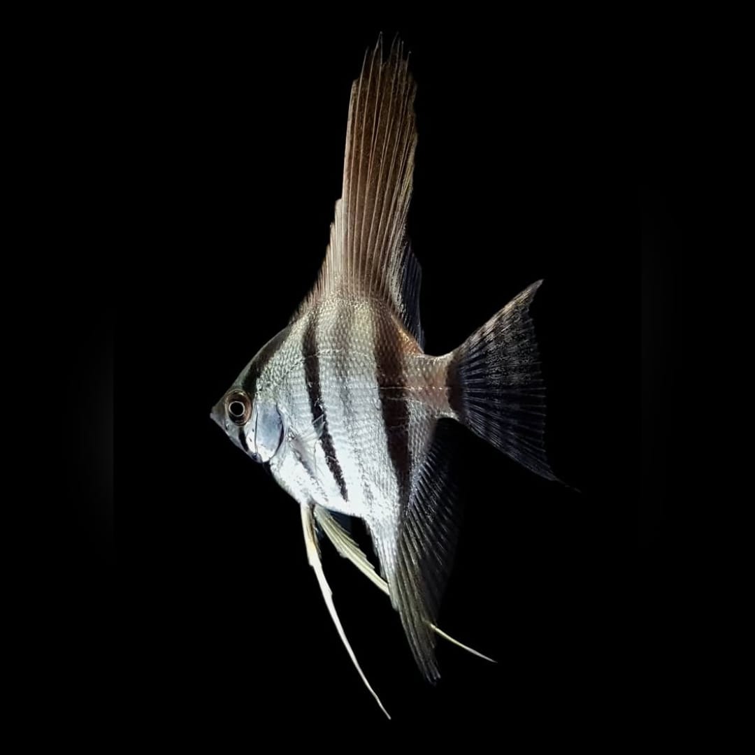 Hoher Skalar – Pterophyllum Altum 🐠✨