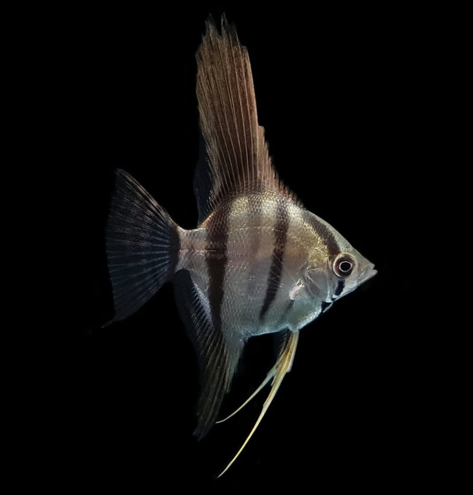 Hoher Skalar – Pterophyllum Altum 🐠✨