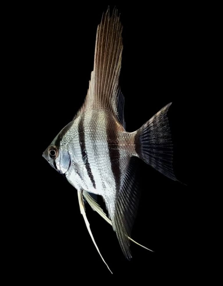 Hoher Skalar – Pterophyllum Altum 🐠✨