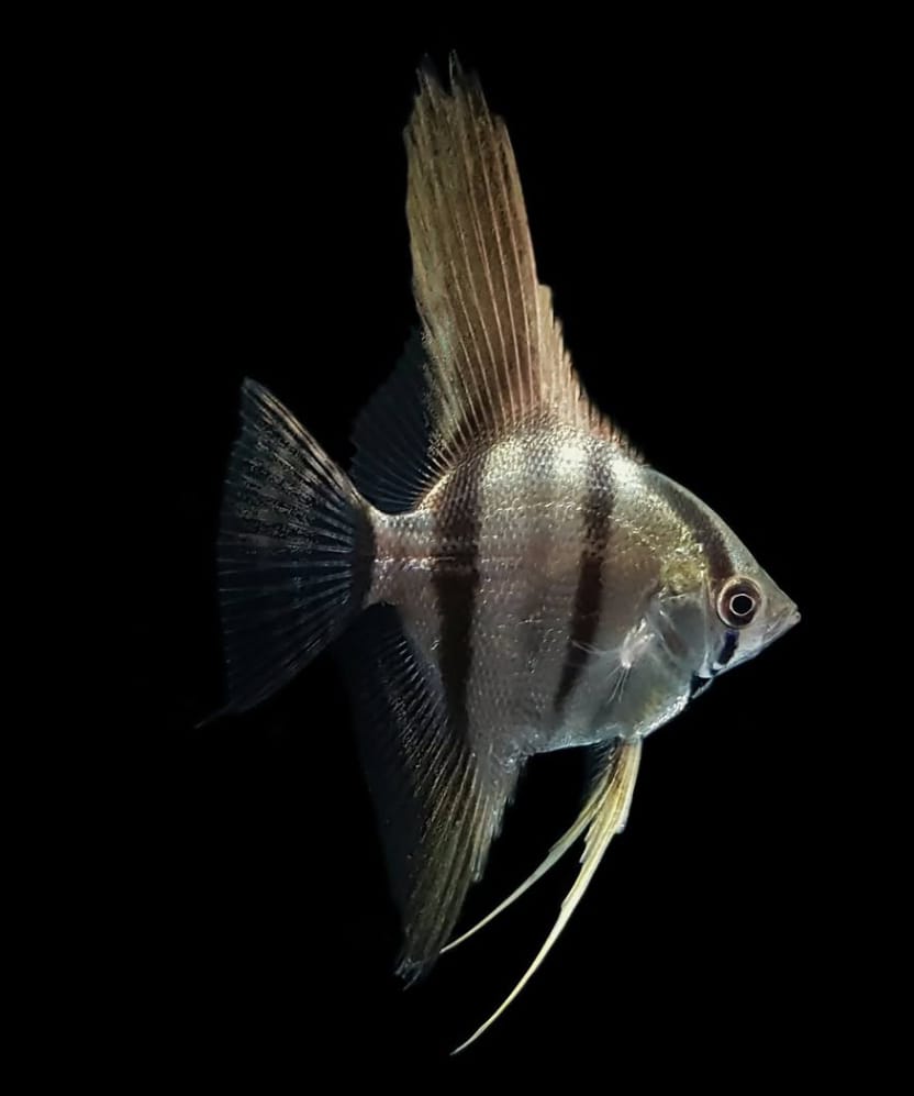 Hoher Skalar – Pterophyllum Altum 🐠✨