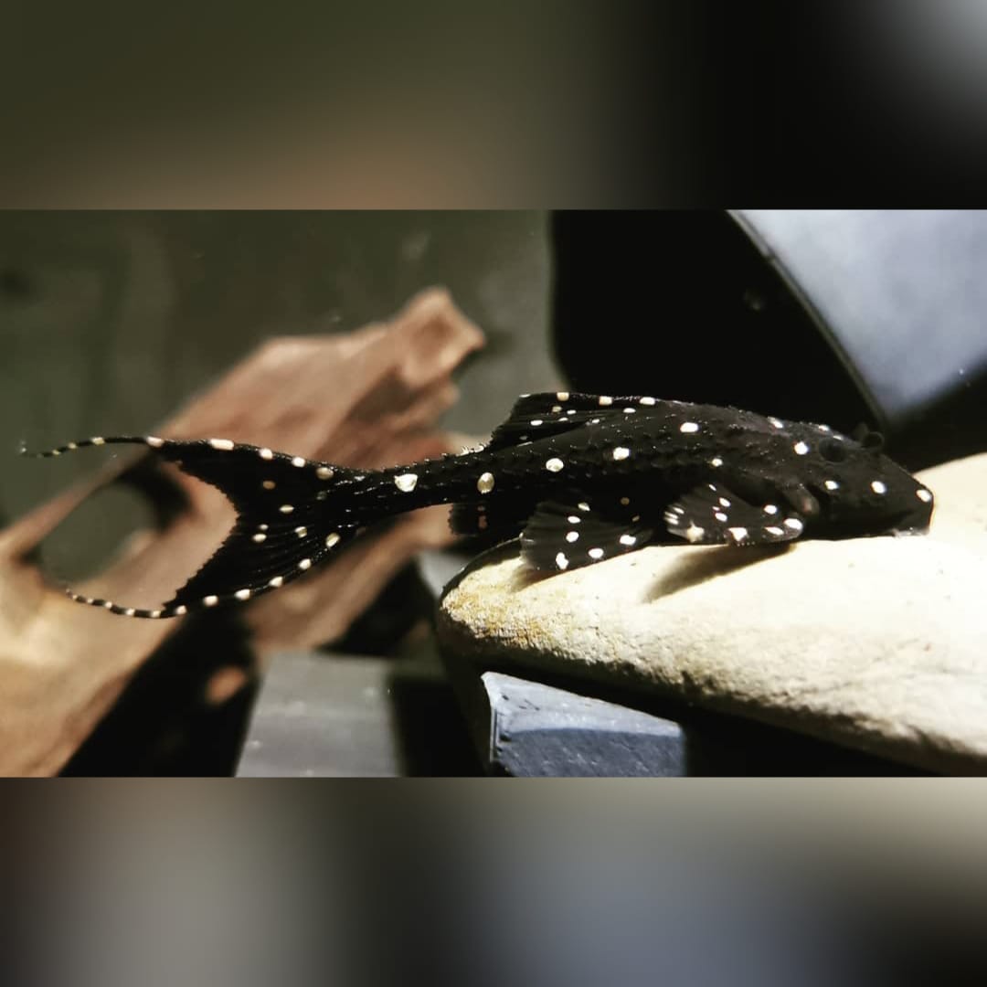 Elfenwels – Acanthicus adonis 🐟🌑