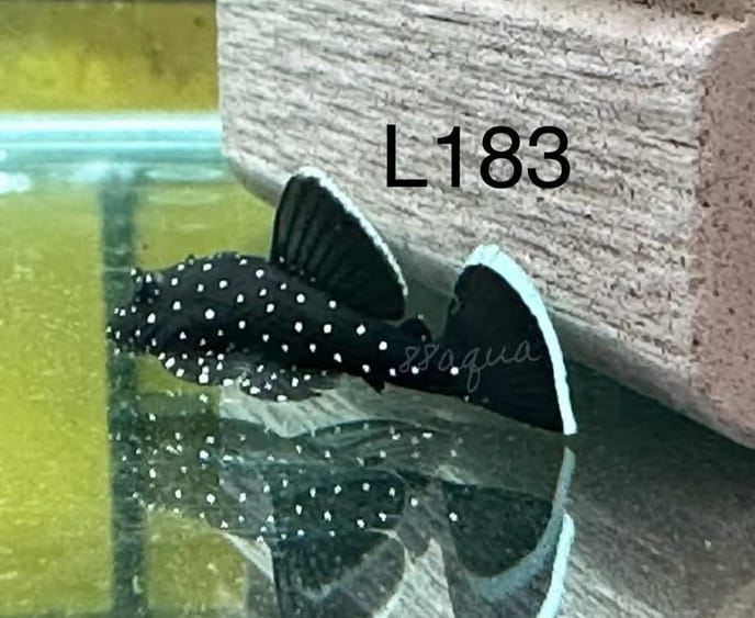 L183 Weißsaum Ancistrus – Ancistrus dolichopterus var. "L183" 🐠🌿