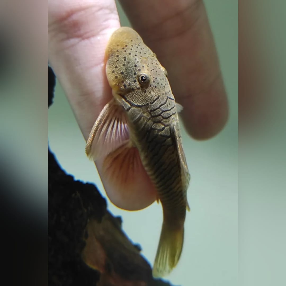 Gebirgsharnischwels – Chaetostoma thomasi / thomsoni (L146 / L444) 🐟🌄