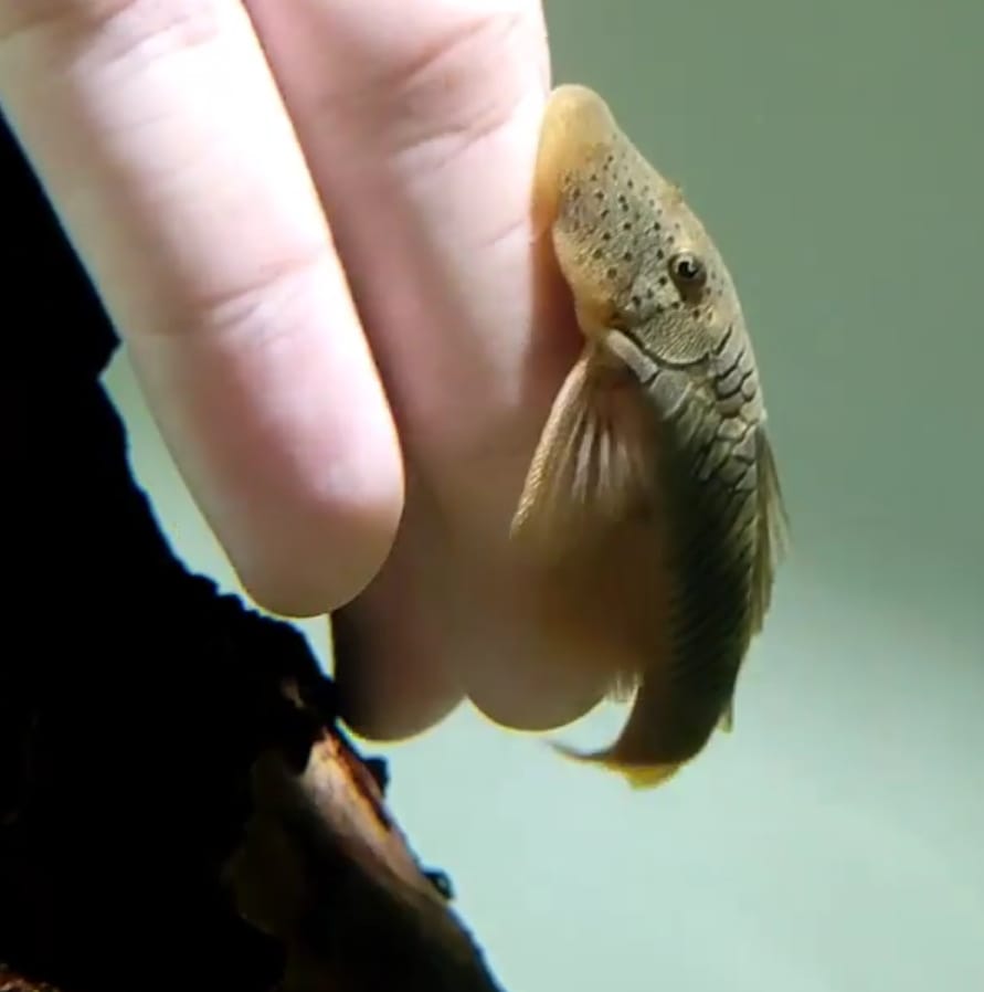 Gebirgsharnischwels – Chaetostoma thomasi / thomsoni (L146 / L444) 🐟🌄