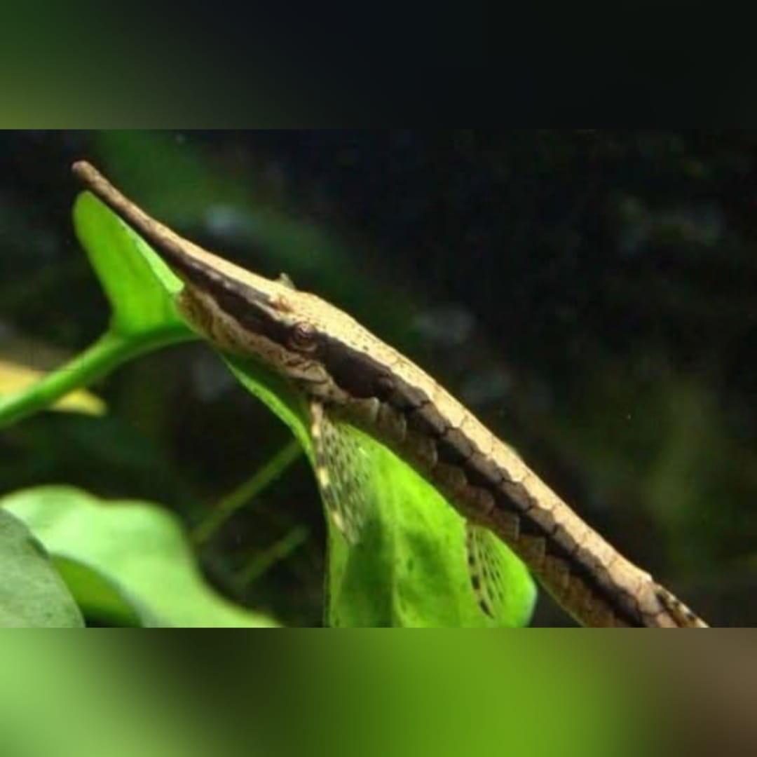 Gemeiner Nadelwels – Farlowella acus 🐟🌿