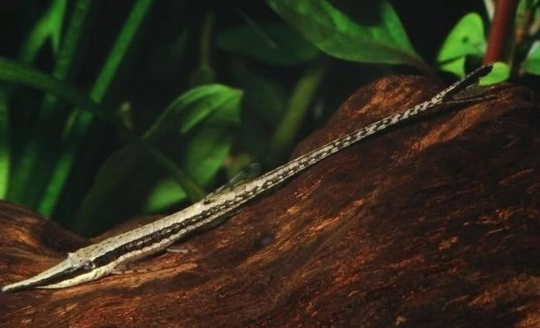 Gemeiner Nadelwels – Farlowella acus 🐟🌿