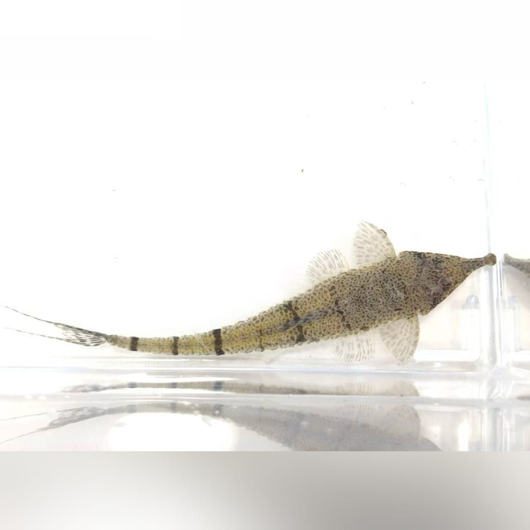 Pinocchio-Harnischwels – Hemiodontichthys acipenserinus 🐟👃🌿