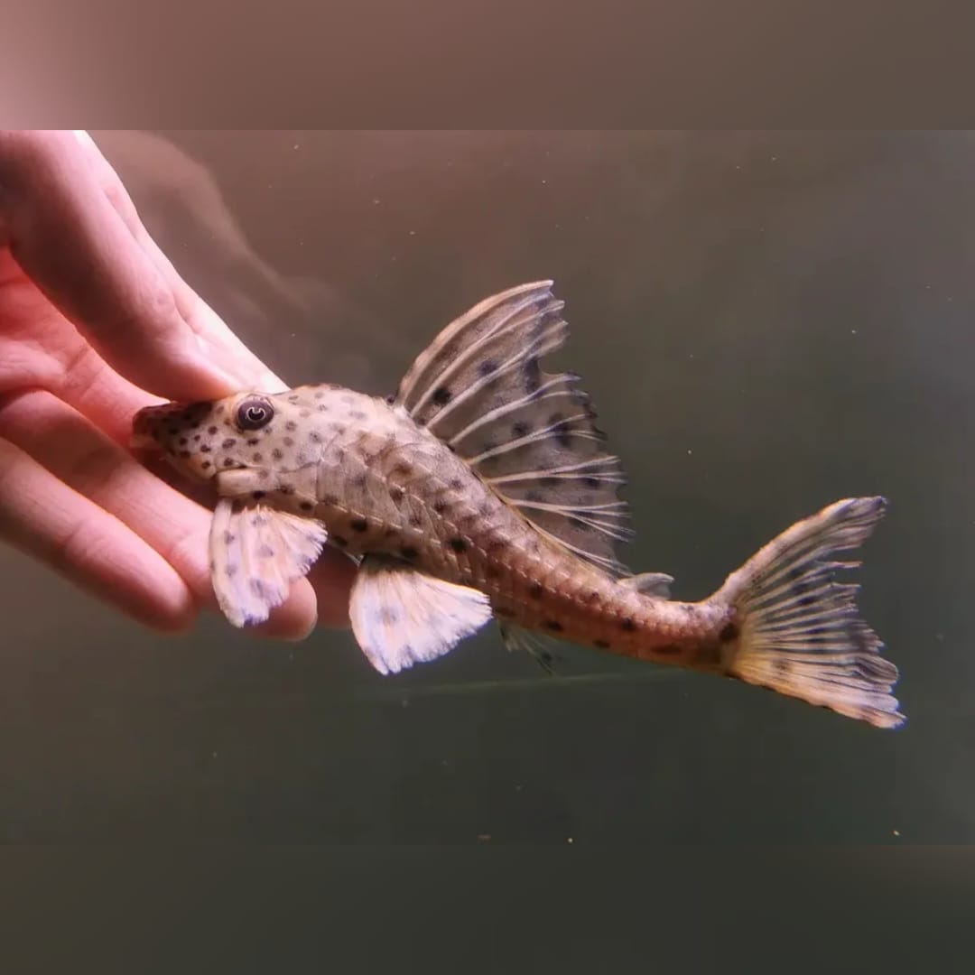 Leopard-Segelschilderwels – Hypostomus plecostomus 🐟🌿🛡️