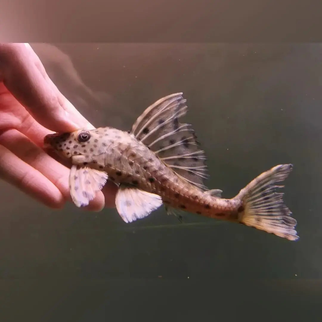 Leopard-Segelschilderwels – Hypostomus plecostomus 🐟🌿🛡️ AquaTimo