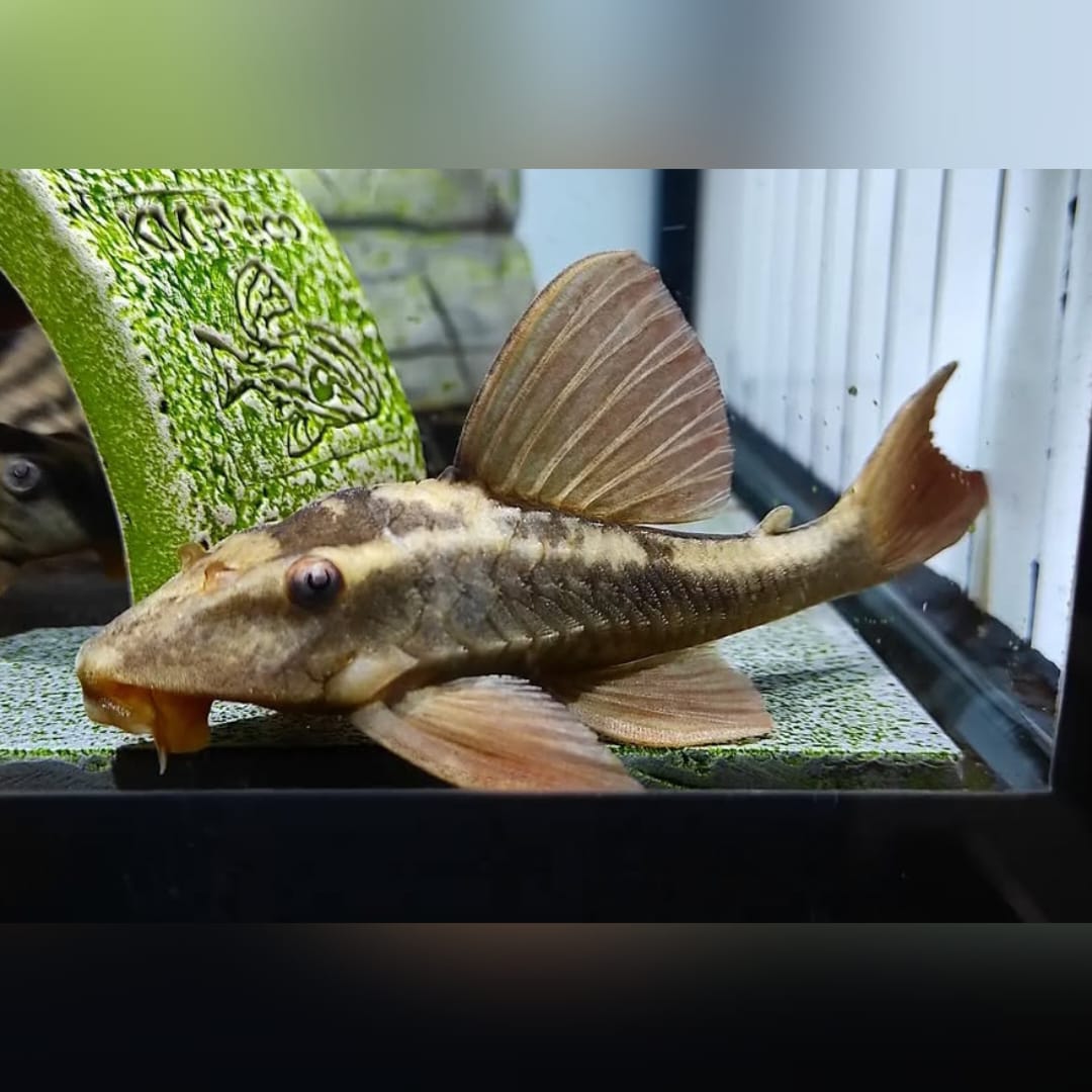 Basilisken-Harnischwels – Hypostomus basilisko (L137) P. bruno🐟