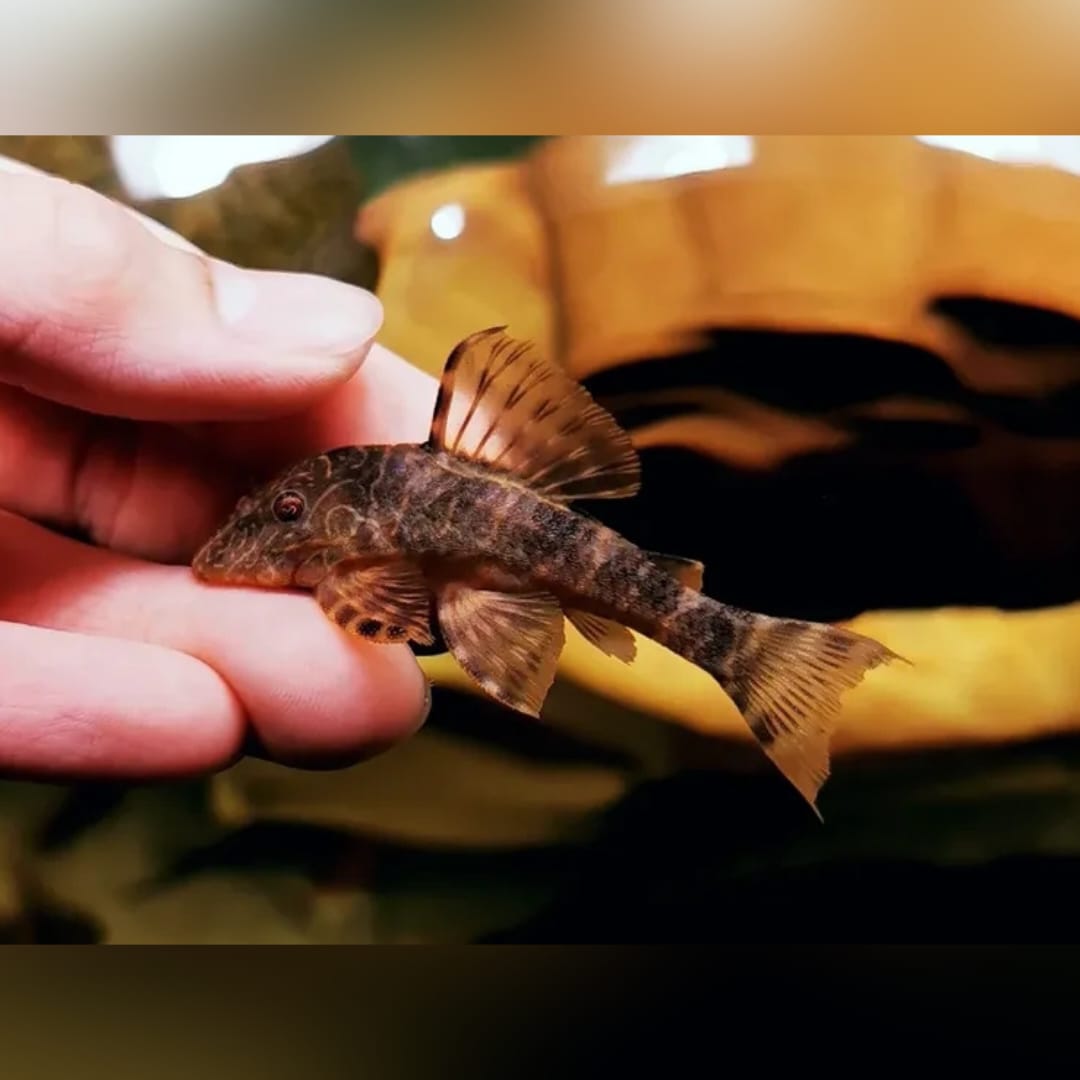 Zierbinden-Zwergschilderwels – Peckoltia pulcher (L448 / LDA067, Panaqolus spec. aff. maccus) 🐟🌿