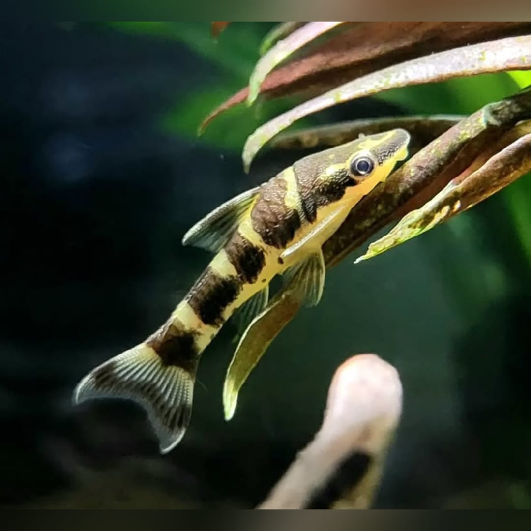 Zebra-Otocinclus – Otocinclus cocama 🦓🍃