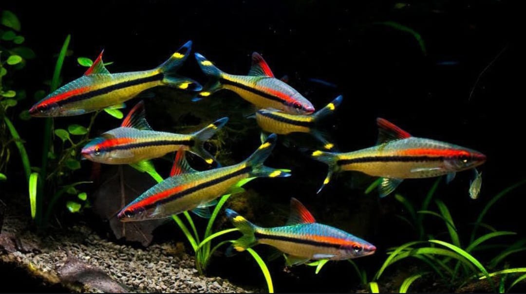 Rotstrichalgenfresser – Puntius denisonii 🐠🌿