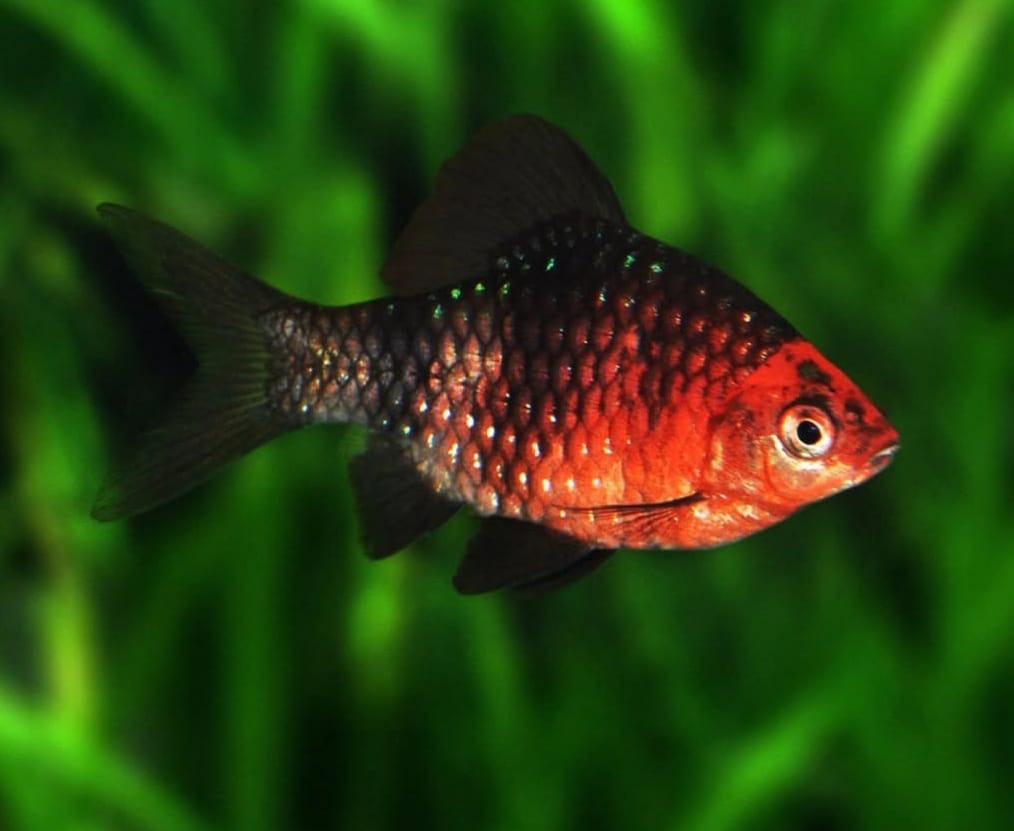 Purpurkopfbarbe – Puntius nigrofasciatus 🌸🐟