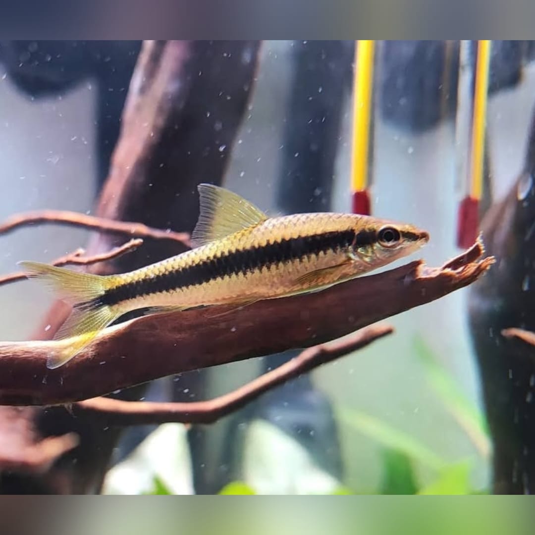 Siamesischer Algenfresser – Crossocheilus siamensis 🍃🐟