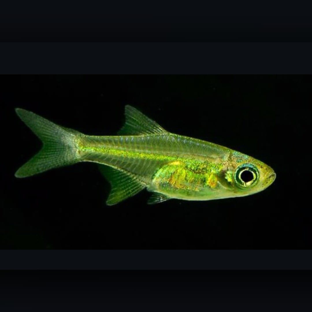 Smaragd-Zwergrasbora – Microdevario kubotai 🌿🐟
