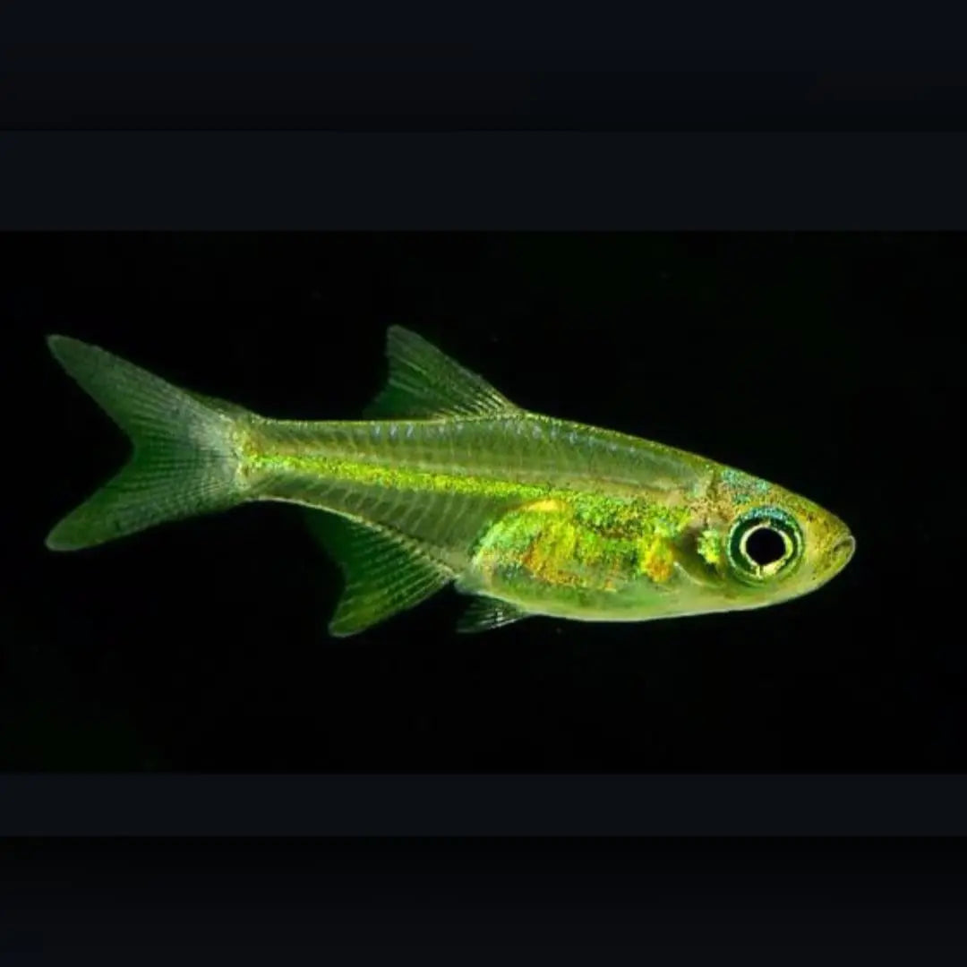 Smaragd-Zwergrasbora – 💚Microdevario kubotai 🌿🐟 AquaTimo