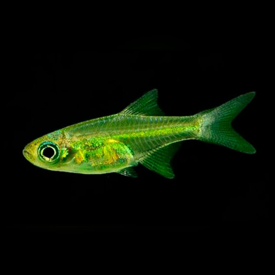 Smaragd-Zwergrasbora – Microdevario kubotai 🌿🐟