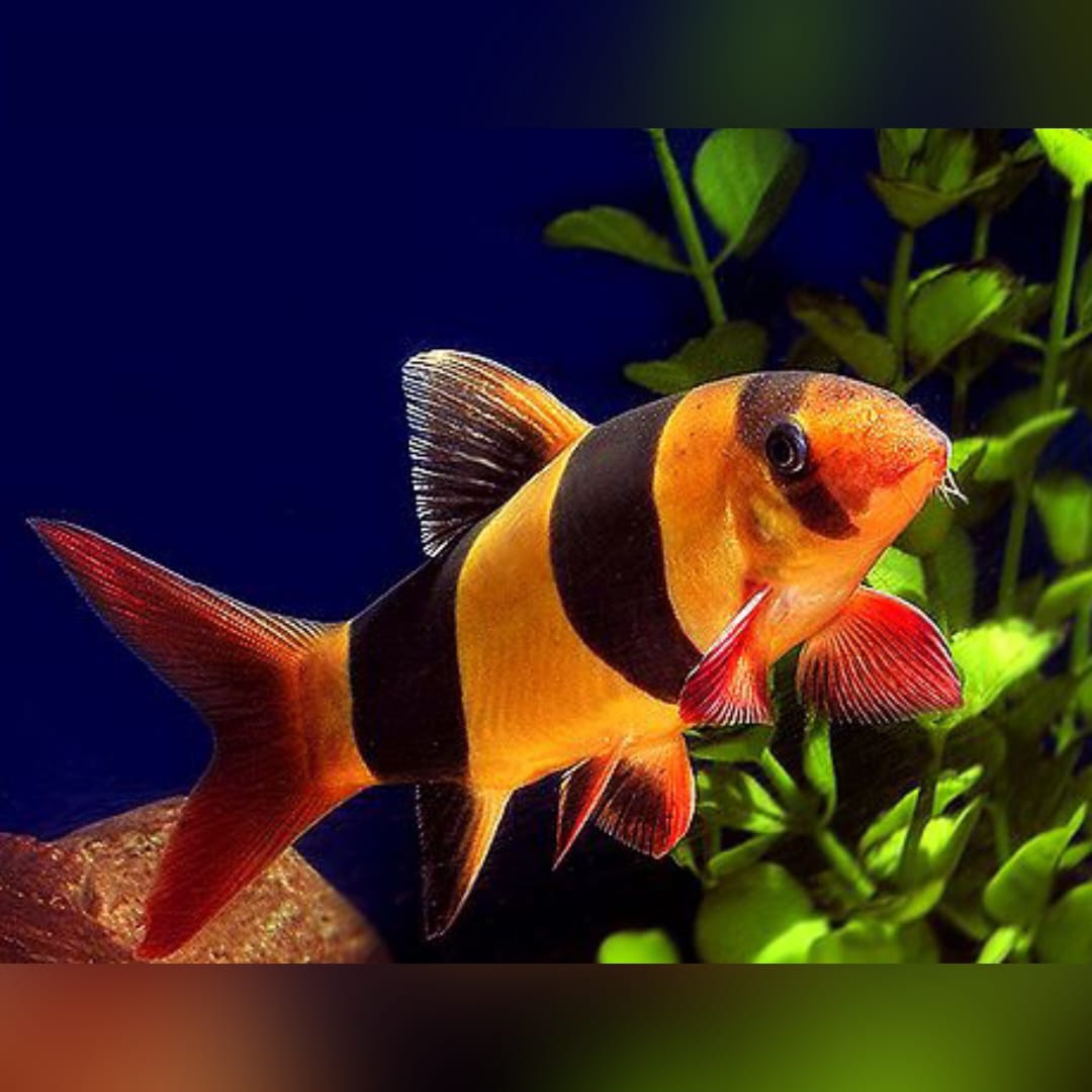 Prachtschmerle – Botia macracantha 🐠🎨