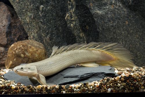 Senegal-Flösselhecht – Polypterus senegalensis 🐉🌊
