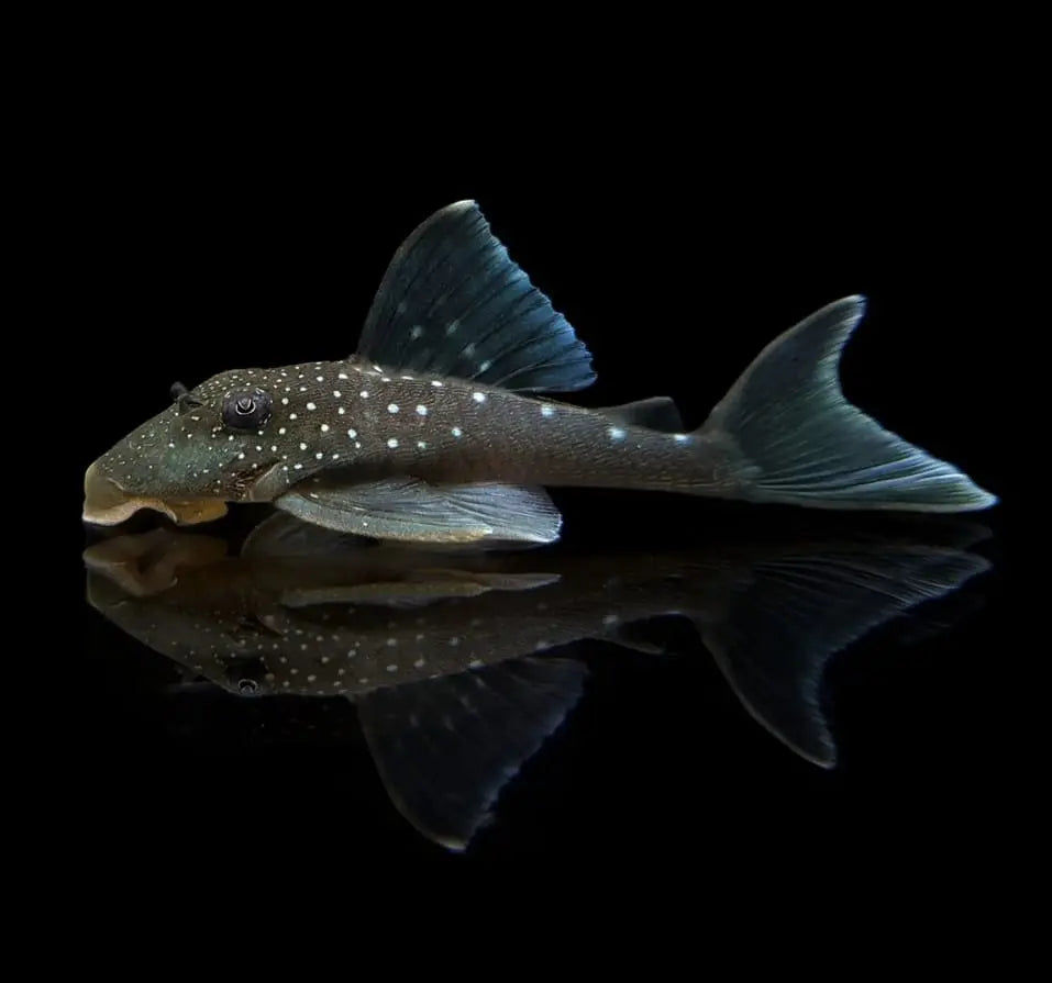 L128 Blauer Phantomwels Hemiancistrus spec. LDA128 - 4-8 cm AquaTimo