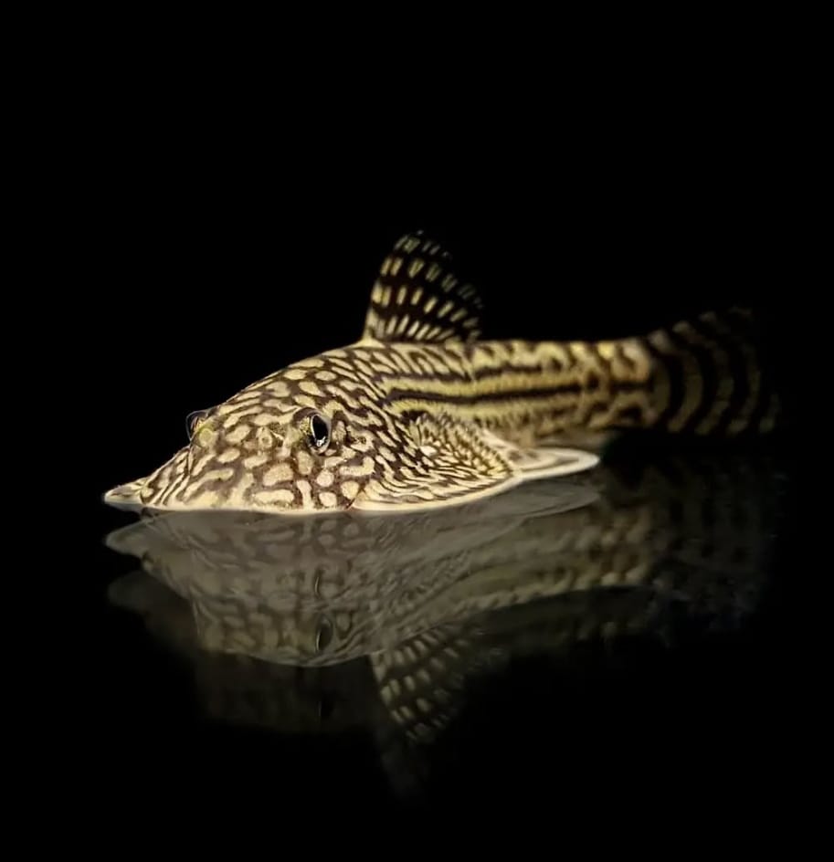 Prachtflossensauger – Sewellia lineolata 🐟🌿 - Flossensauger