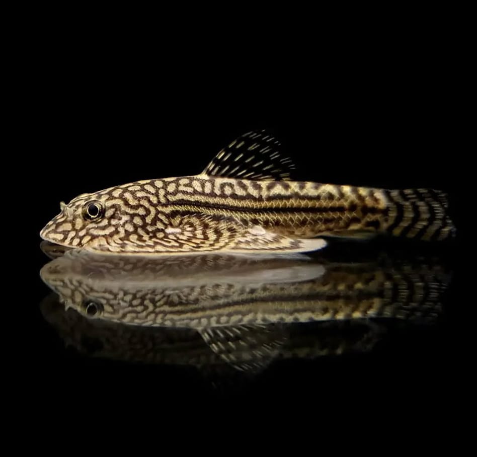 Prachtflossensauger – Sewellia lineolata 🐟🌿 - Flossensauger