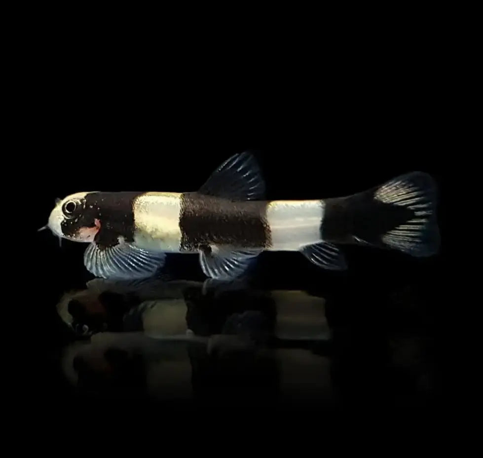 Pandaschmerle - Yaoshania pachychilus AquaTimo